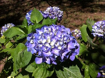 Close-up of purple hydrangea blooming outdoors