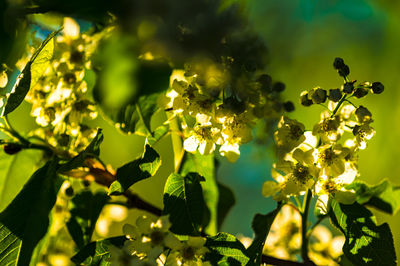 Close-up of flowering plant