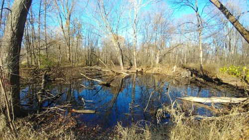 Scenic view of lake in forest