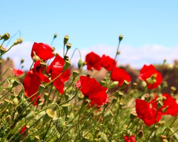 Close-up of red flowering plants against sky