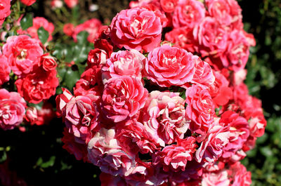 Close-up of pink roses