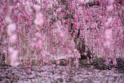 Close-up of pink cherry blossoms in spring