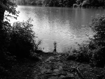 Reflection of trees in water