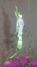 Close-up of snow on plant