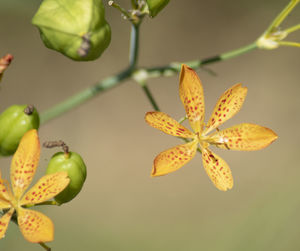 Close-up of yellow flowering plant