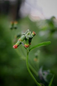 Close-up of red flower buds on plant