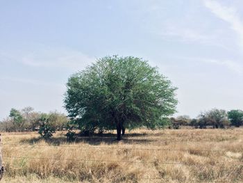 Trees on field against sky