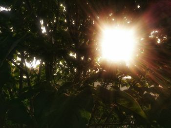 Sun shining through trees