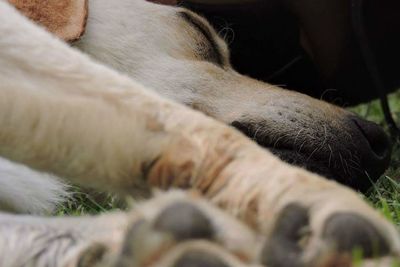 Close-up of dog lying down
