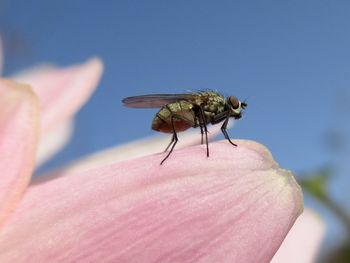 Close-up of fly on pink flower