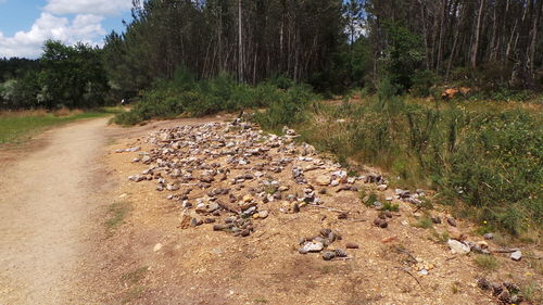 Dirt road passing through forest