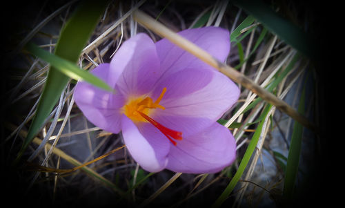 Close-up of purple flower