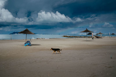 Dog on beach against sky