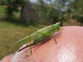 Close-up of insect on hand