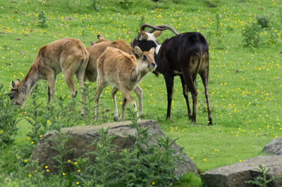 Horses standing on field