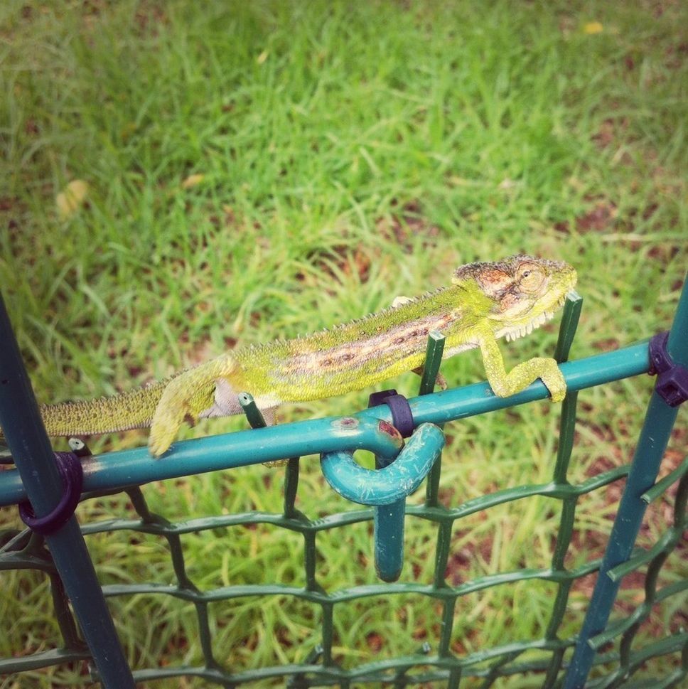 metal, metallic, close-up, focus on foreground, fence, rusty, animal themes, protection, safety, animals in the wild, security, day, one animal, outdoors, wildlife, no people, high angle view, chain, chainlink fence, rope