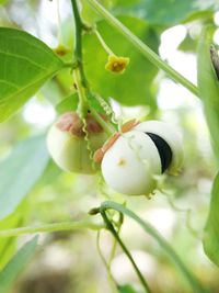 Close-up of fresh white flower buds on branch