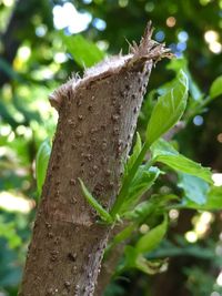 Close-up of leaf on tree trunk