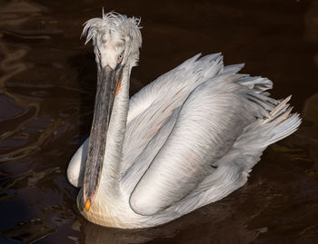 Close-up of pelican swimming in lake