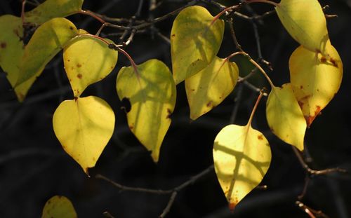 Close-up of yellow leaves growing on plant