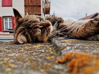 Close-up of a cat