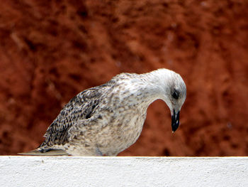 Close-up of bird perching outdoors