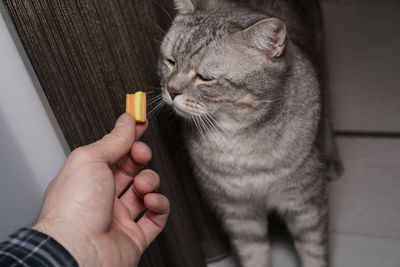 Cropped hand feeding candy to cat