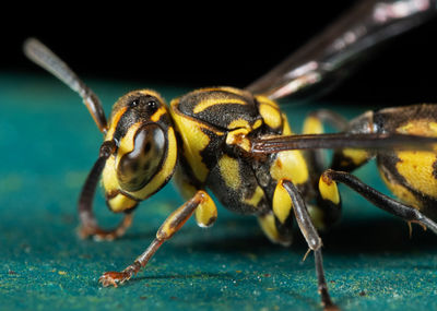 Macro shot of bee on leaf