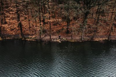 Scenic view of river amidst trees in forest