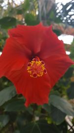 Close-up of red flower blooming outdoors