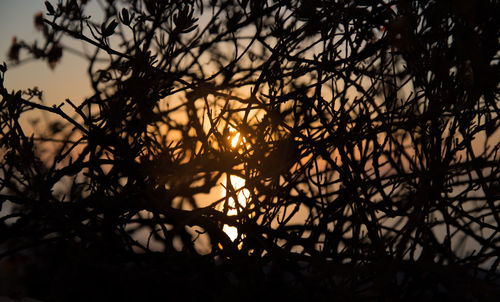 Close-up of plants at sunset