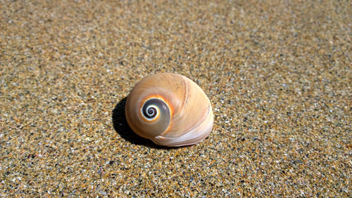 Close-up of snail on sand