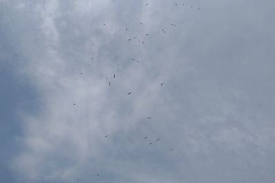 Low angle view of birds flying in sky