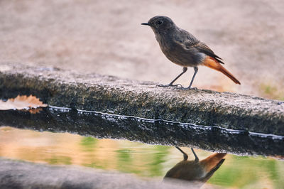 Close-up of bird perching on wood