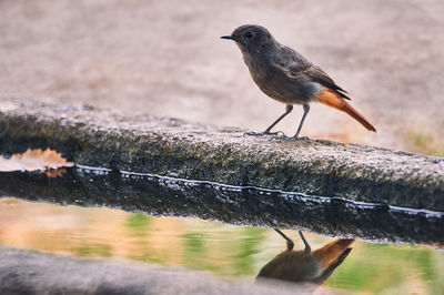 Close-up of bird perching on fountain 