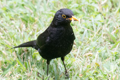 Close-up of bird perching on a field