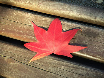 Close-up of red maple leaves