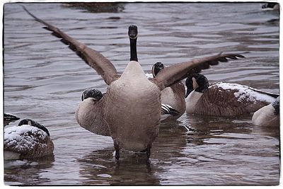 Close-up of duck swimming in lake during winter