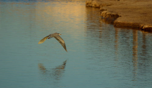 Bird flying over lake