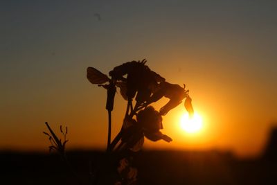 Close-up of silhouette plant against sky during sunset