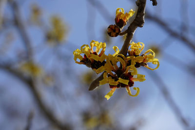 Close-up of yellow flowering plant