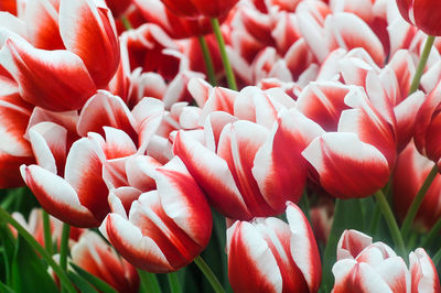 Close-up of red flowers