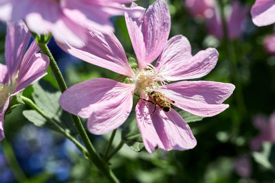 Close-up of insect on pink flower