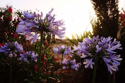 Close-up of pink flowers