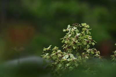 Close-up of flowering plant