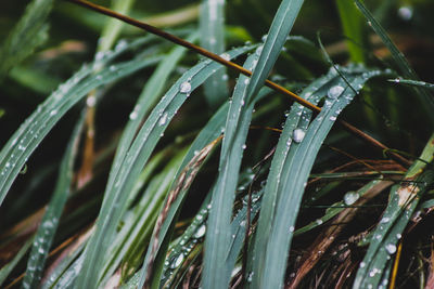 Close-up of raindrops on grass