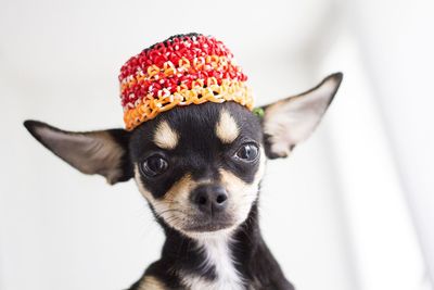 Close-up portrait of a dog