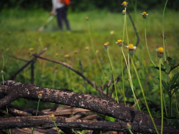 Close-up of flowering plants on field