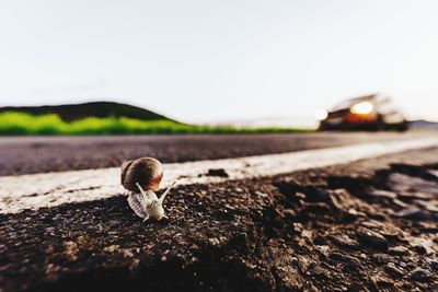 Close-up of crab on road