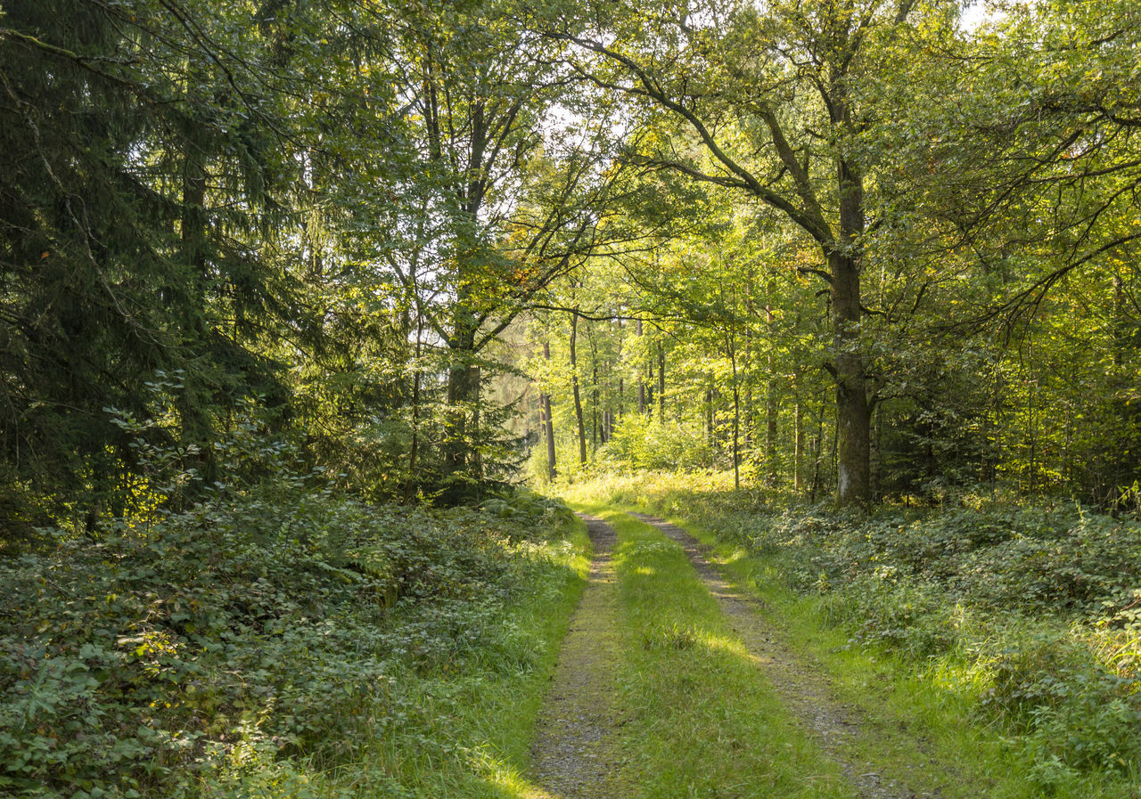 FOOTPATH AMIDST TREES